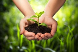 plant in hands - grass background